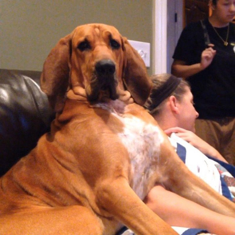 Big dogs that you can't help but love