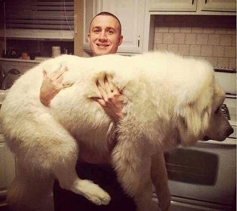 Big dogs that you can't help but love