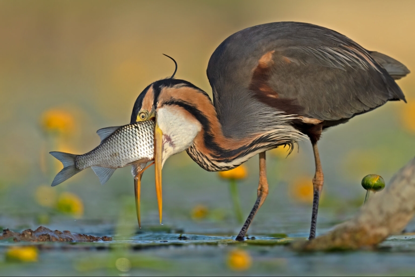 Bird Photographer Of The Year 2023 Unveils Winged Wonders (Part2)
