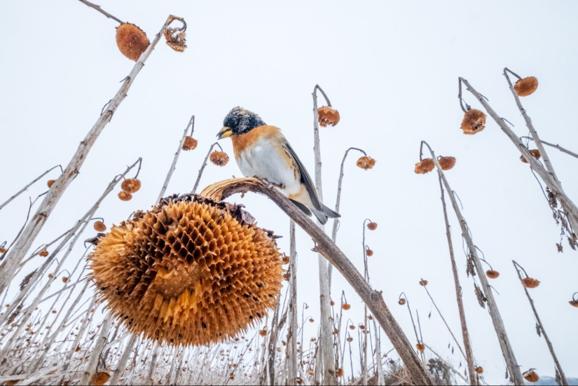 Bird Photographer Of The Year 2023 Unveils Winged Wonders (Part2)