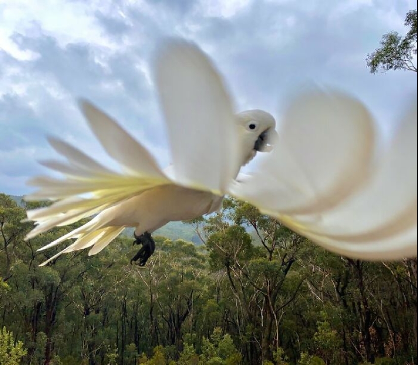 BirdLife Australia Photography Awards 2023: las mejores fotografías de aves australianas