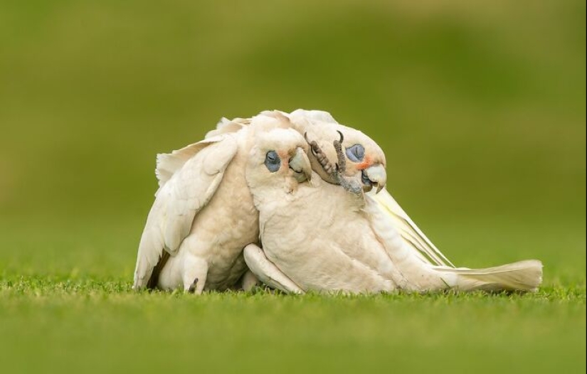 BirdLife Australia Photography Awards 2023: The Best Shots Of Australian Birds