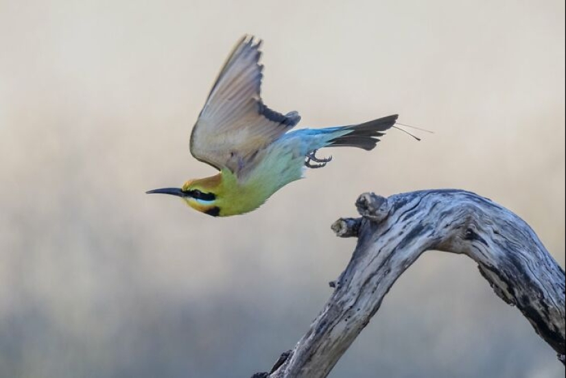 BirdLife Australia Photography Awards 2023: las mejores fotografías de aves australianas