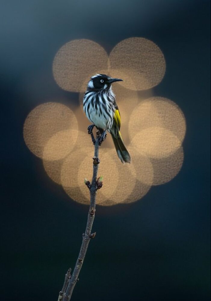 BirdLife Australia Photography Awards 2023: The Best Shots Of Australian Birds