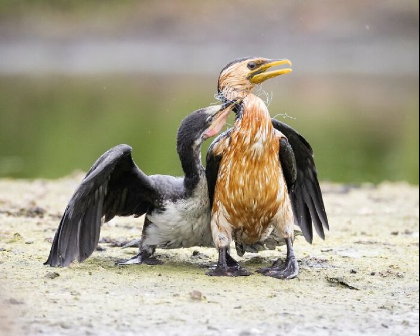 BirdLife Australia Photography Awards 2023: las mejores fotografías de aves australianas