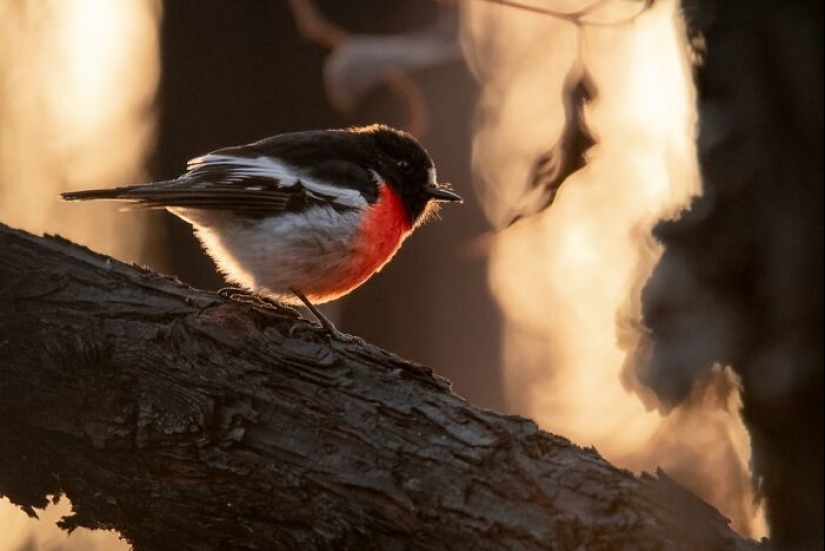 BirdLife Australia Photography Awards 2023: las mejores fotografías de aves australianas