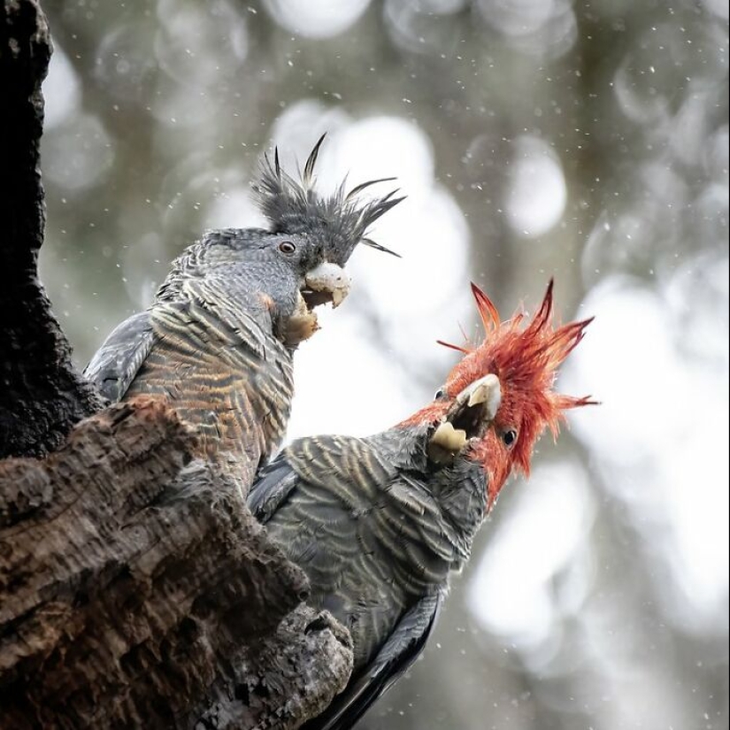 BirdLife Australia Photography Awards 2023: las mejores fotografías de aves australianas
