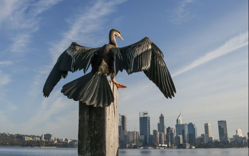 BirdLife Australia Photography Awards 2023: las mejores fotografías de aves australianas