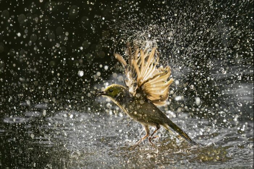 BirdLife Australia Photography Awards 2023: The Best Shots Of Australian Birds