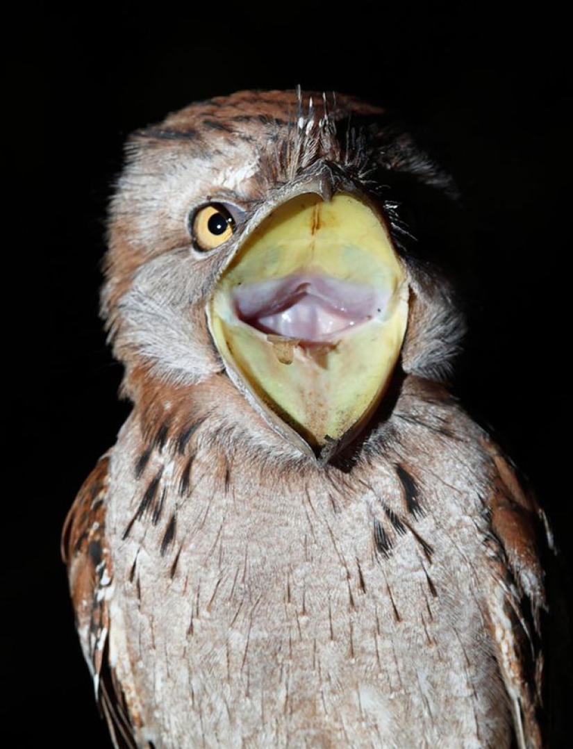 Birds that look like owls but aren&#39;t