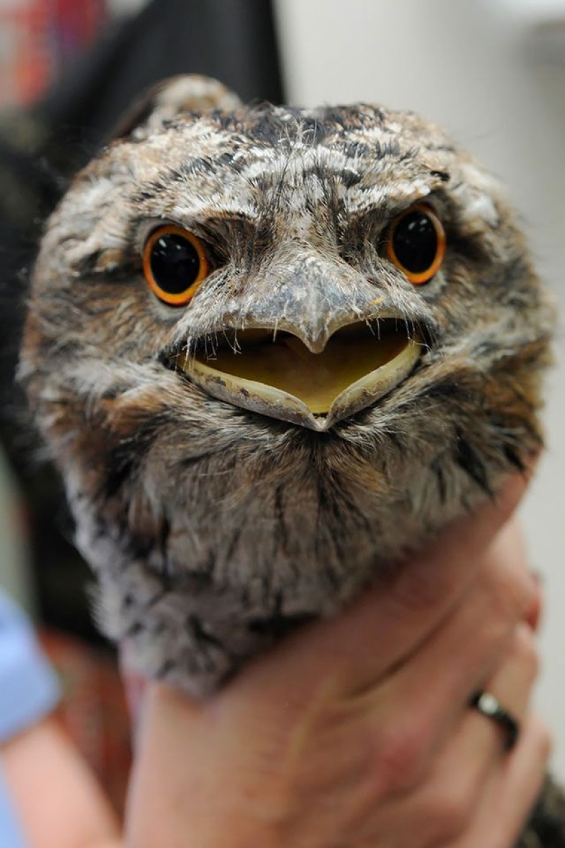 Birds that look like owls but aren&#39;t