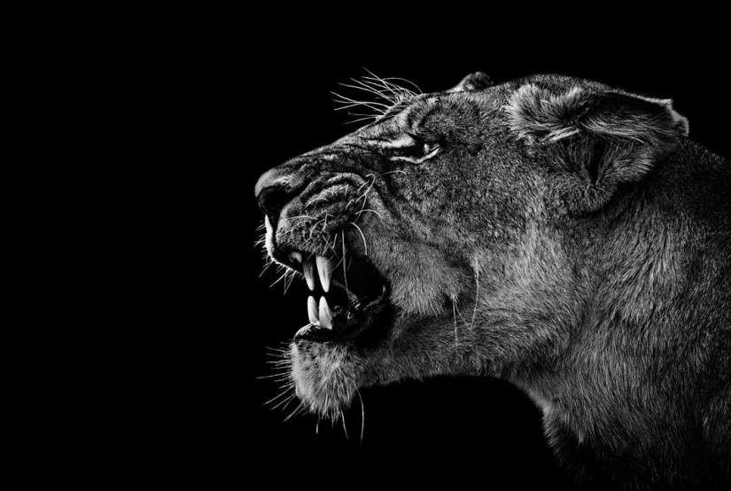 Black and white portraits of wild animals