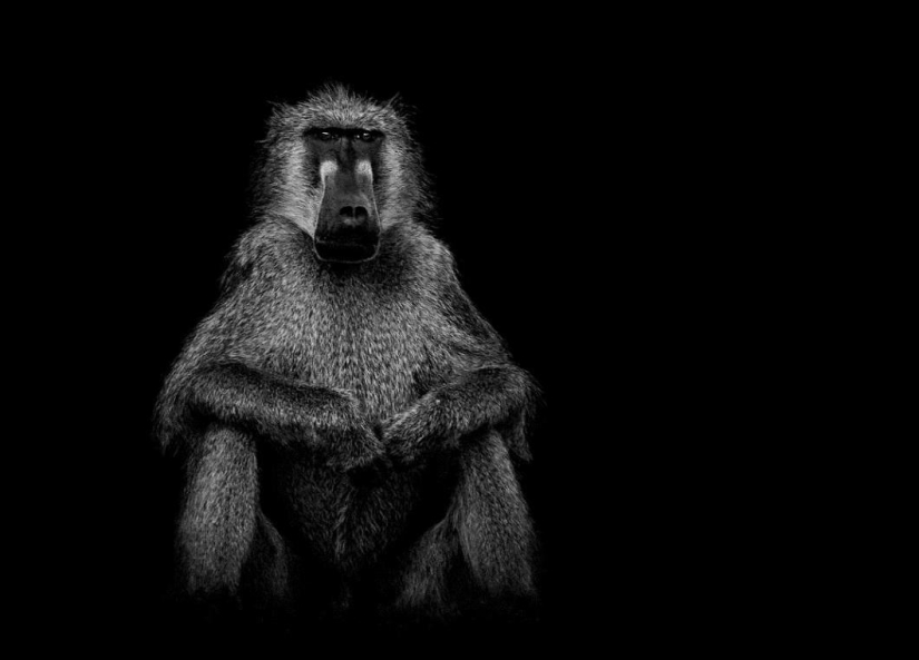 Black and white portraits of wild animals