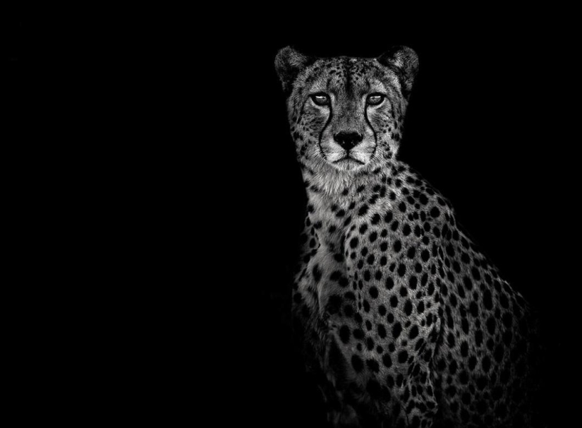 Black and white portraits of wild animals