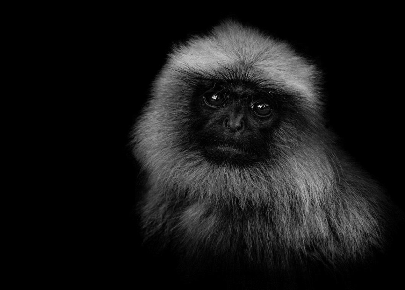 Black and white portraits of wild animals