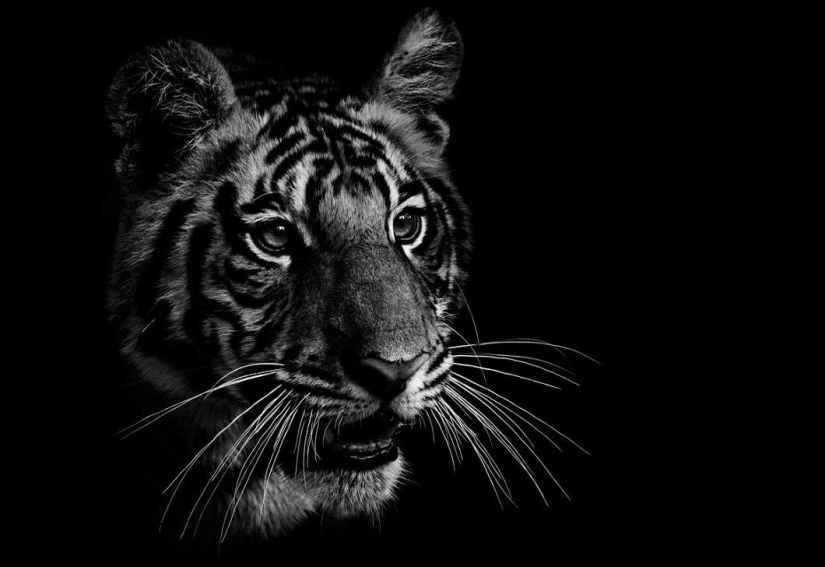 Black and white portraits of wild animals