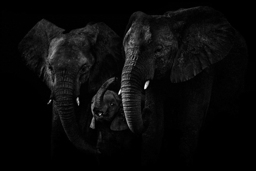 Black and white portraits of wild animals