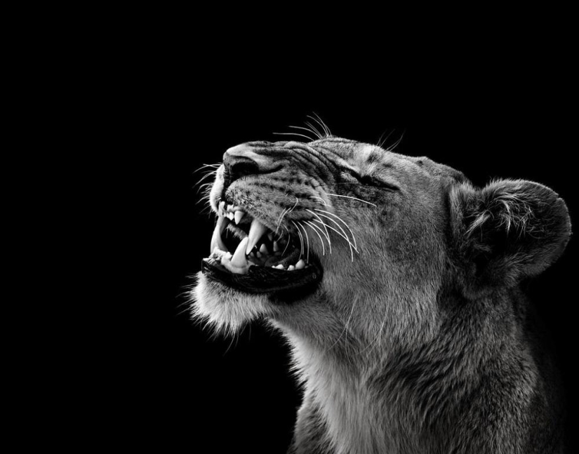 Black and white portraits of wild animals