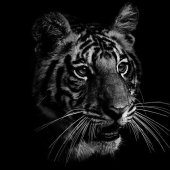 Black and white portraits of wild animals