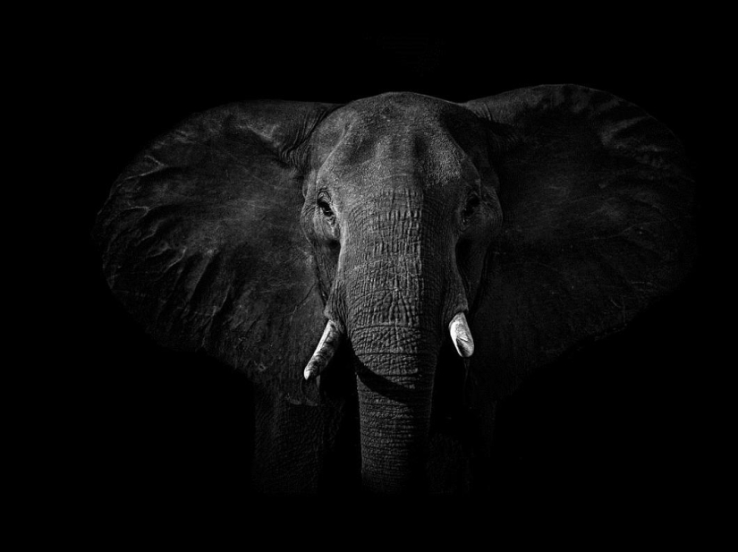 Black and white portraits of wild animals