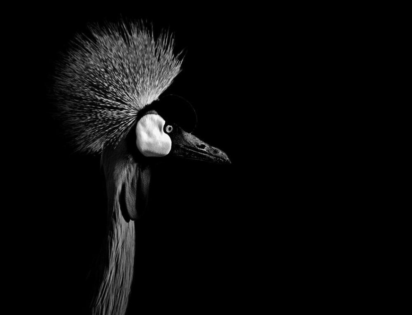 Black and white portraits of wild animals