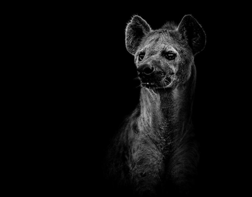 Black and white portraits of wild animals