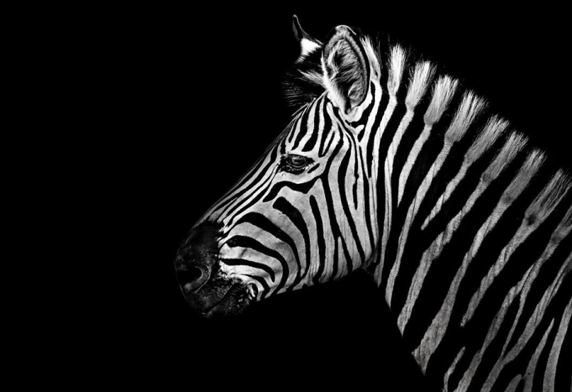 Black and white portraits of wild animals