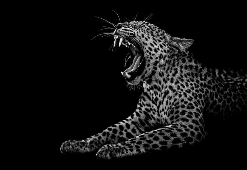 Black and white portraits of wild animals