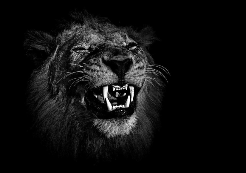 Black and white portraits of wild animals