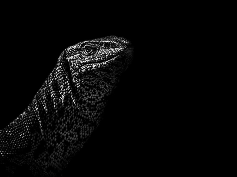 Black and white portraits of wild animals