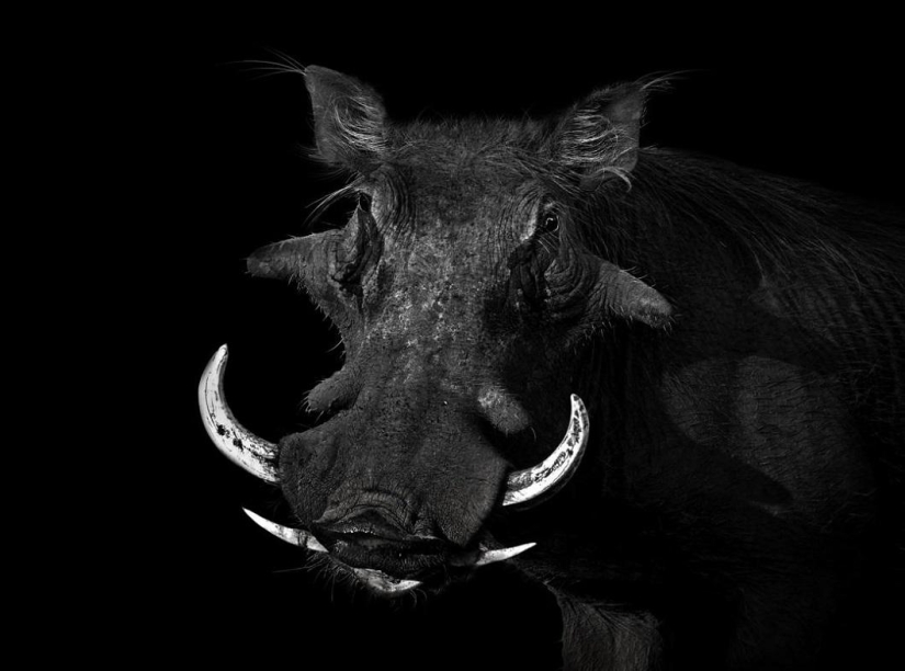 Black and white portraits of wild animals