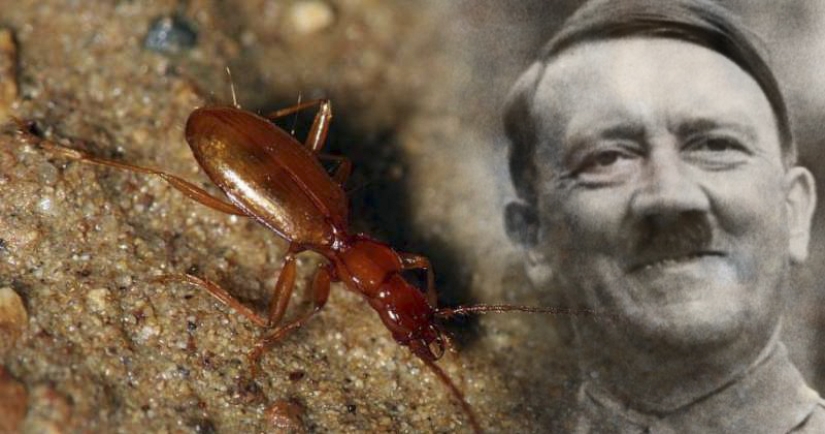 Blind beetle named after Hitler became a victim of neo-Nazis