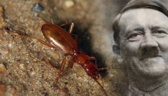 Blind beetle named after Hitler became a victim of neo-Nazis