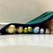 Bob el Golden Retriever es la nueva celebridad de facebook