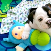 Bonsai - un perro que no tiene intención de darse por vencido