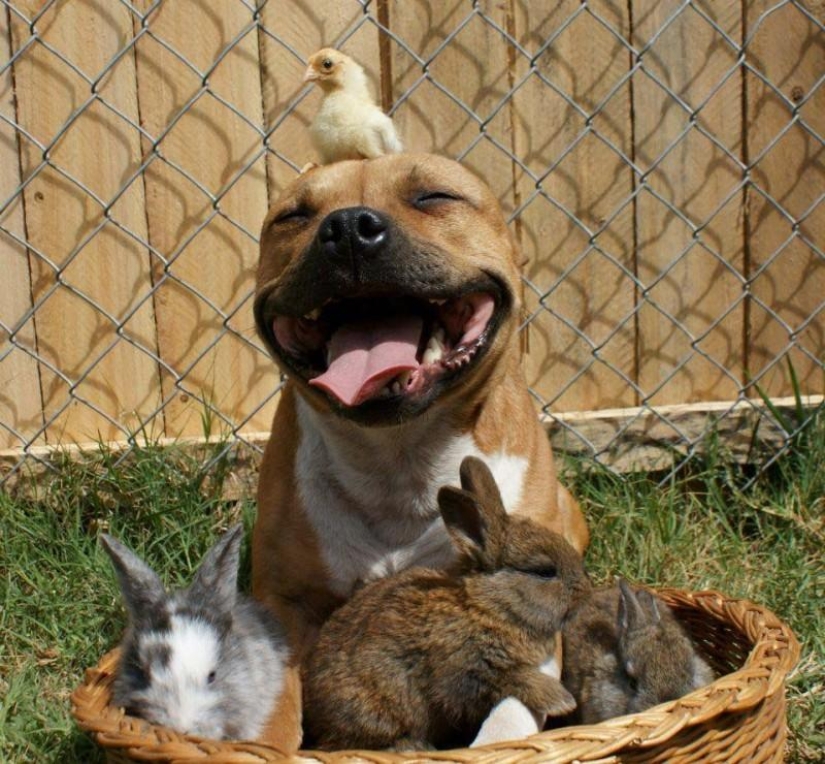 Boom es un pitbull que ama a los conejos.