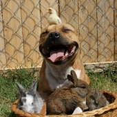 Boom es un pitbull que ama a los conejos.