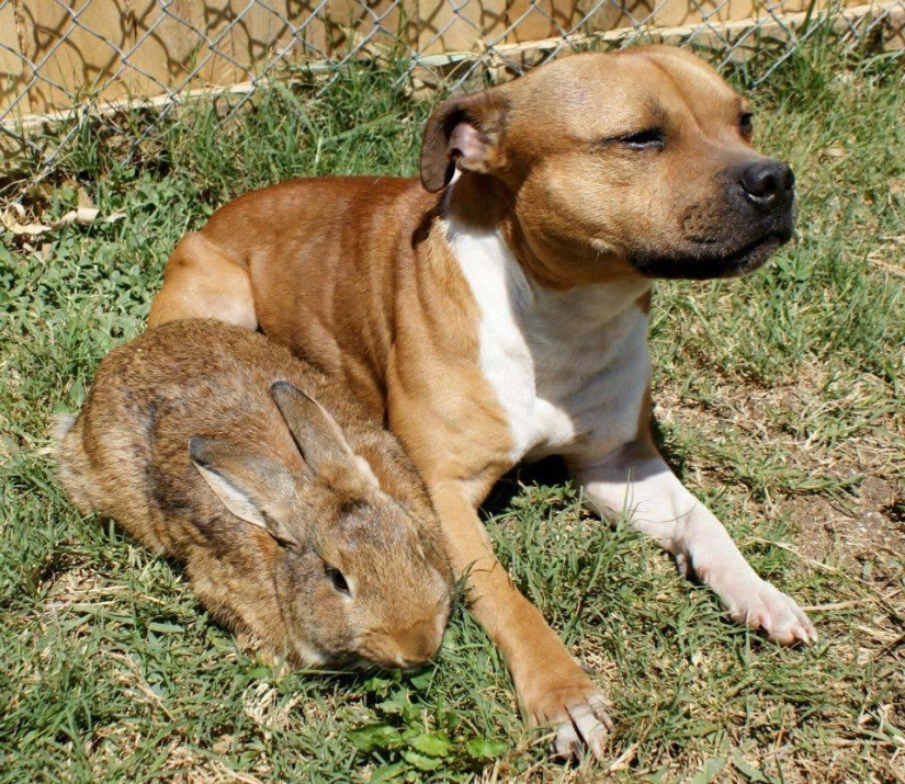 Boom es un pitbull que ama a los conejos.