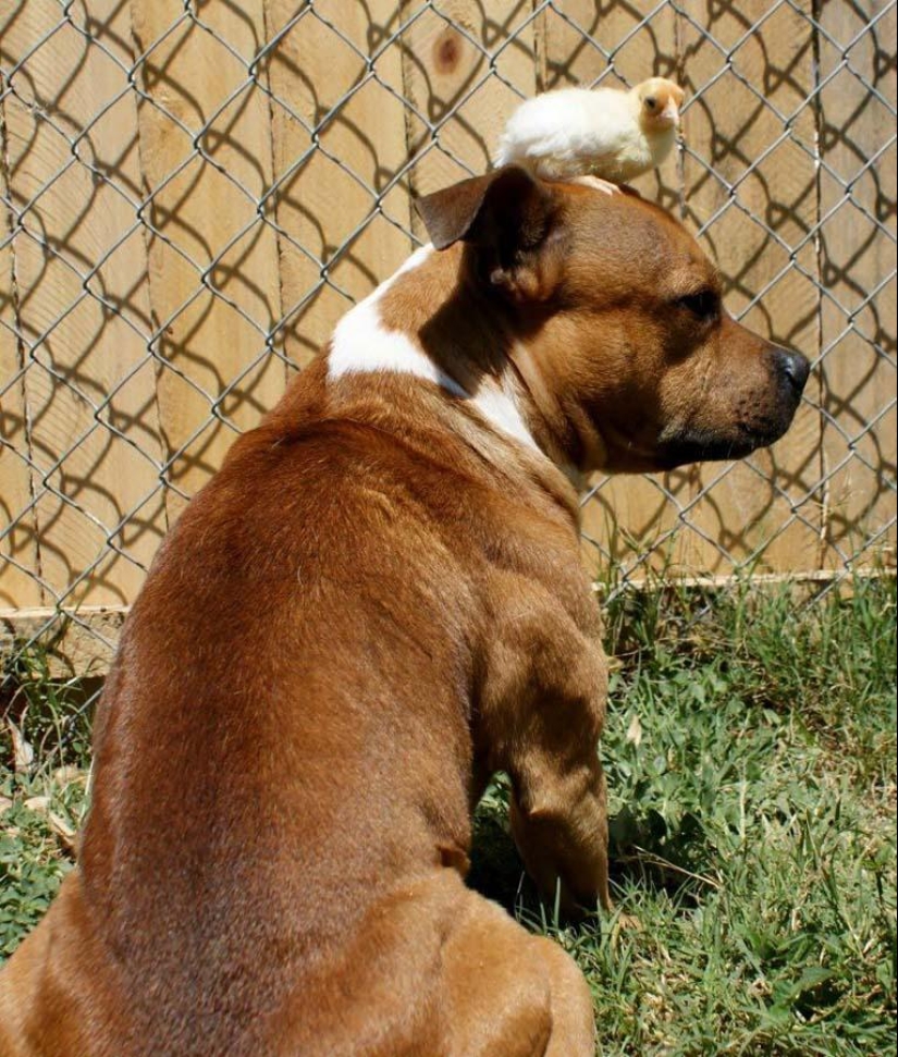 Boom is a pit bull who loves rabbits