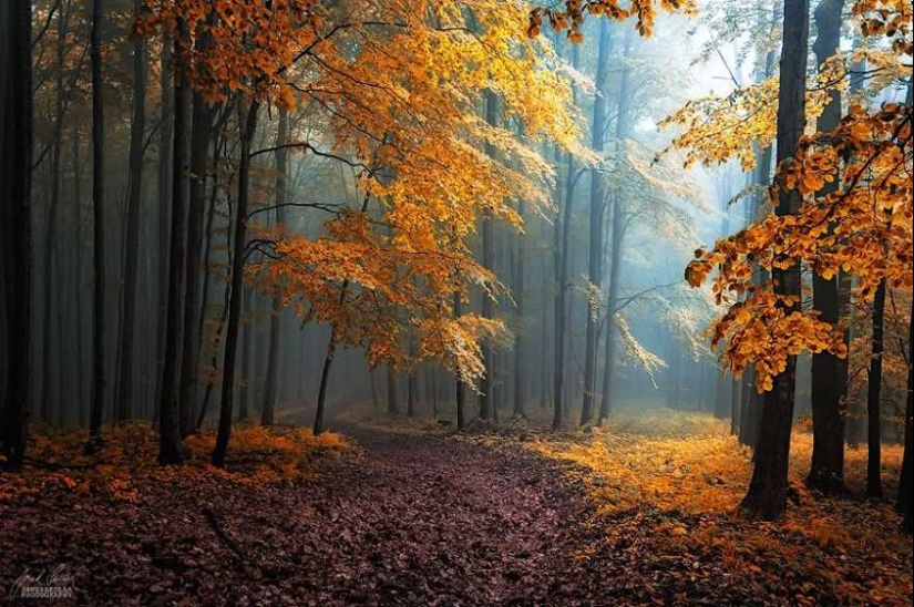 Bosque de otoño surrealista en fotografías de Janek Sedlar