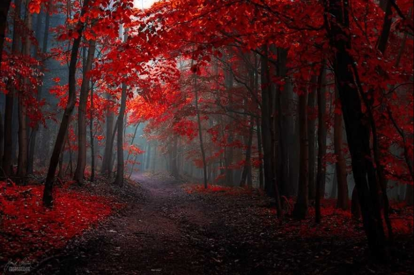 Bosque de otoño surrealista en fotografías de Janek Sedlar