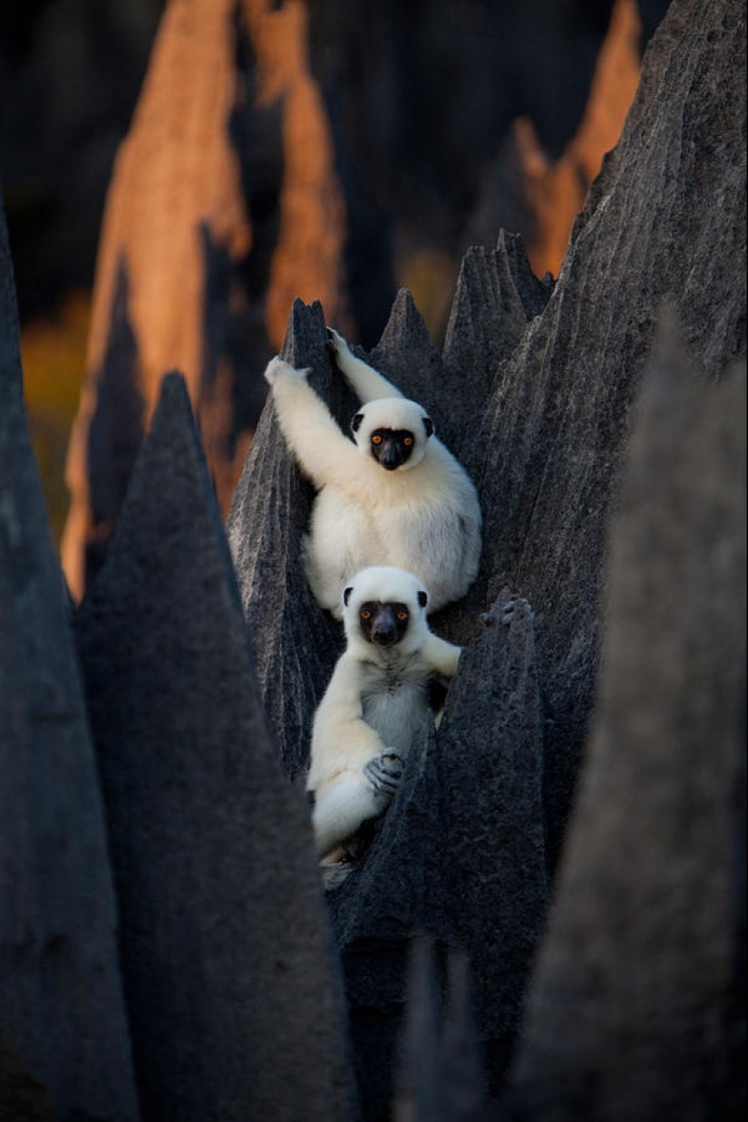 Bosque de piedra en Madagascar