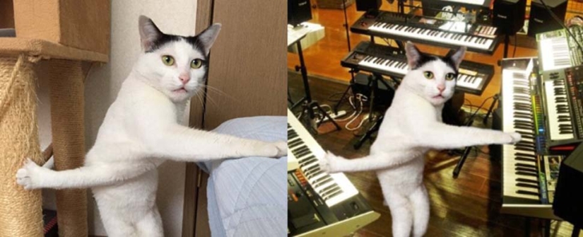 Both day and night the cat is a scientist: 7 animals with higher education