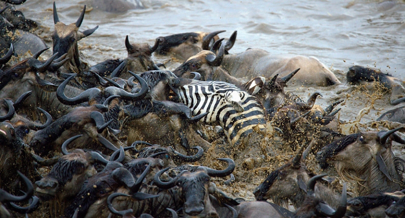 Brave zebras against thousands of antelopes