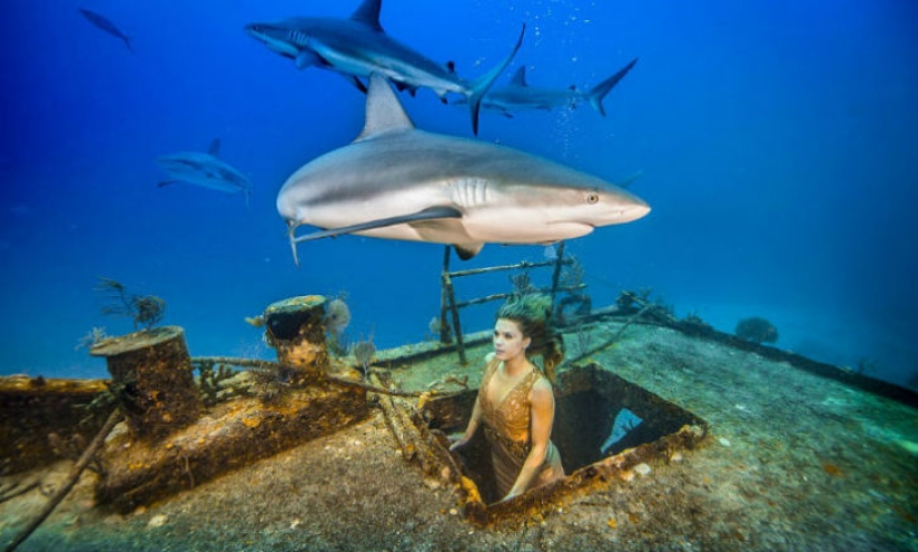 Brazilian model takes a dip in the water with sharks to protect marine predators