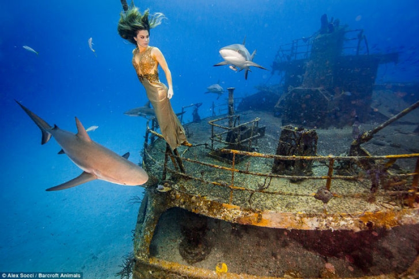 Brazilian model takes a dip in the water with sharks to protect marine predators