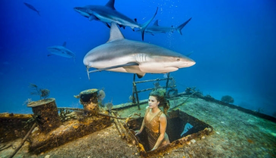 Brazilian model takes a dip in the water with sharks to protect marine predators