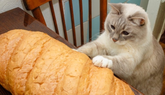 Bread-eating cats: the mystery of the unnatural predilection of pets has been revealed!