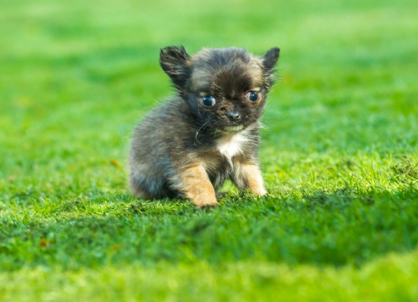 Britain&#39;s smallest dog thinks he&#39;s a kitten