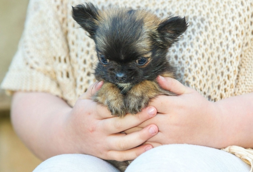 Britain&#39;s smallest dog thinks he&#39;s a kitten